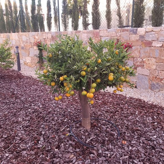 Orange plant in the area of Casa Madroño.